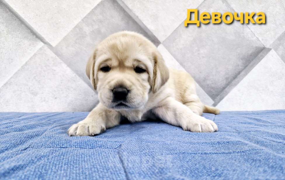Собаки в Новокузнецке: Щенки Лабрадора РКФ  Девочка, 60 000 руб. - фото 1