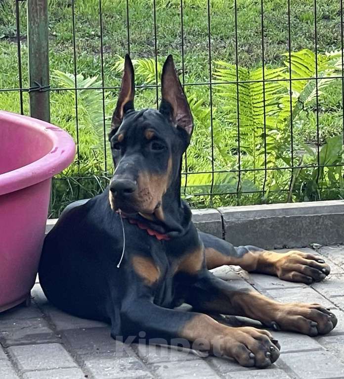 Собаки в Москве: Девочка 6 месяцев  Девочка, Бесплатно - фото 1