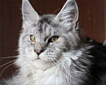 Кошки в Санкт-Петербурге: Мейн-кун котёнок Мальчик, 20 000 руб. - фото 2