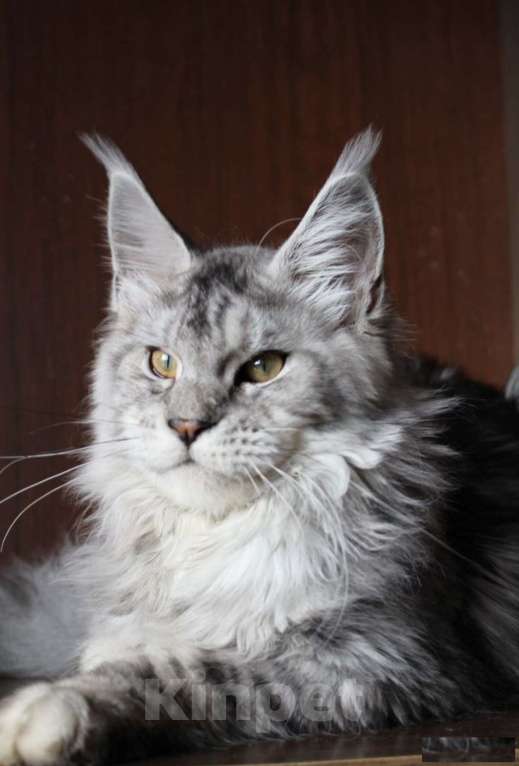 Кошки в Санкт-Петербурге: Мейн-кун котёнок Мальчик, 20 000 руб. - фото 2