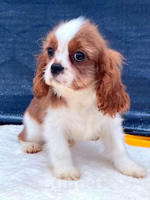 Собаки в Санкт-Петербурге: БЕСТ ИЛРЕАН ИЛЬВЕЙН Мальчик, 100 000 руб. - фото 1