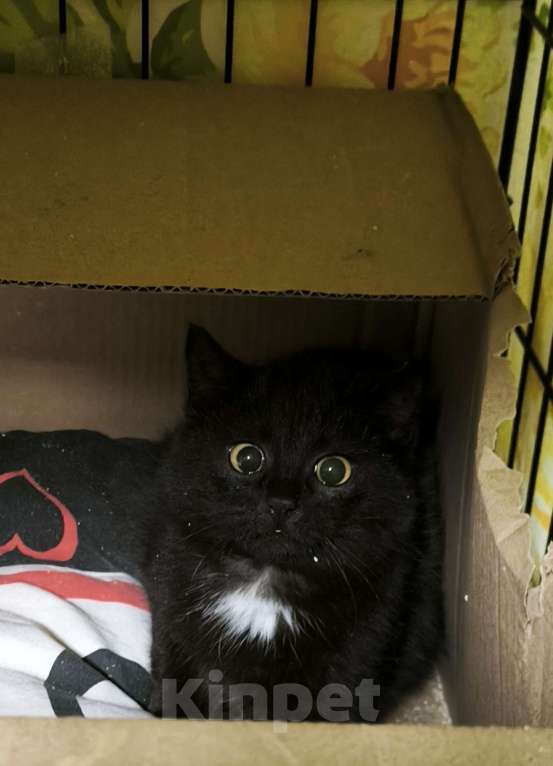 Кошки в Санкт-Петербурге: Малыш черныш 3 мес пережил морозы Мальчик, Бесплатно - фото 1