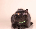 Кошки в Санкт-Петербурге: Черная британская красотка Девочка, 50 000 руб. - фото 1