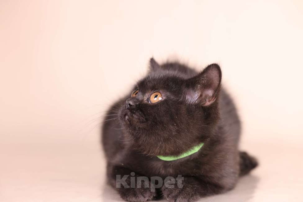 Кошки в Санкт-Петербурге: Черная британская красотка Девочка, 50 000 руб. - фото 1