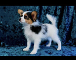 Собаки в Омске: Мальчишка папийон Мальчик, 50 000 руб. - фото 5