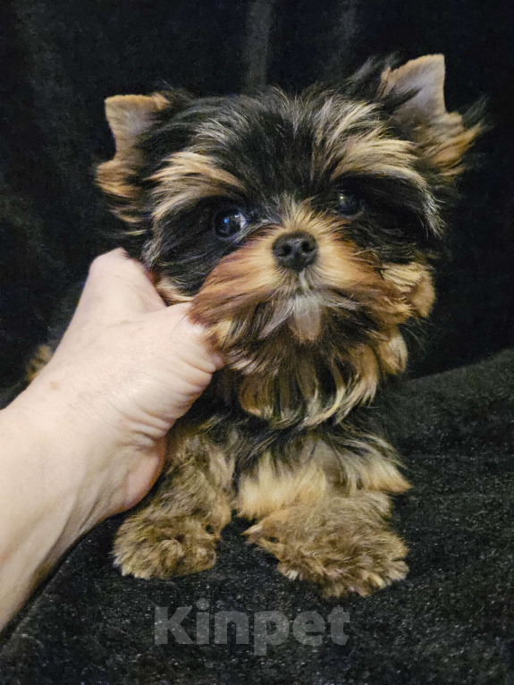 Собаки в Москве: Мини девочка йорка  Девочка, 130 000 руб. - фото 4
