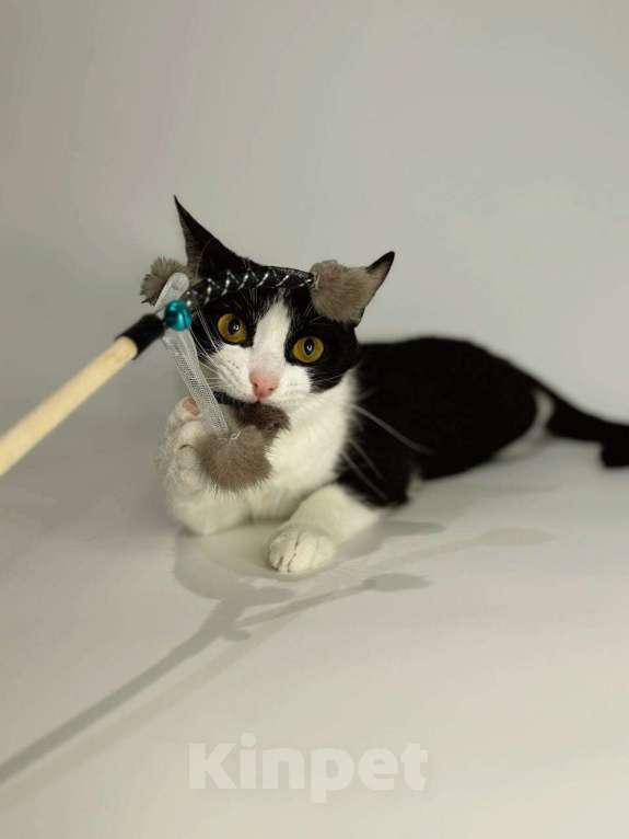 Кошки в Балашихе: Пиксель Мальчик, Бесплатно - фото 5