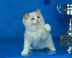 Кошки в Москве: Рэгдолл-девочка Девочка, Бесплатно - фото 6