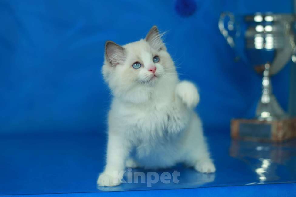 Кошки в Москве: Рэгдолл-девочка Девочка, Бесплатно - фото 6