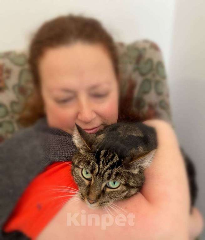 Кошки в Москве: Ласковая кошка Мелеис редкого окраса в добрые руки Девочка, 1 руб. - фото 2