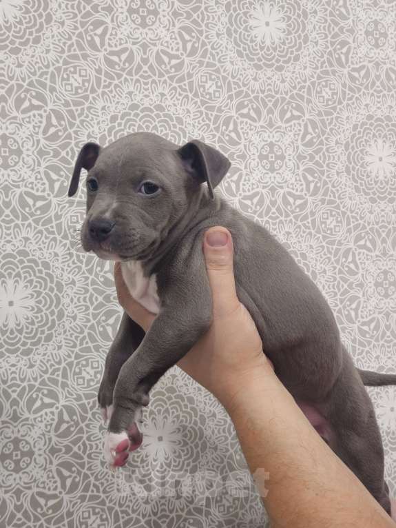 Собаки в Ивантеевке: Щенки Американский Стафаршиский Терьер  Девочка, 60 000 руб. - фото 6