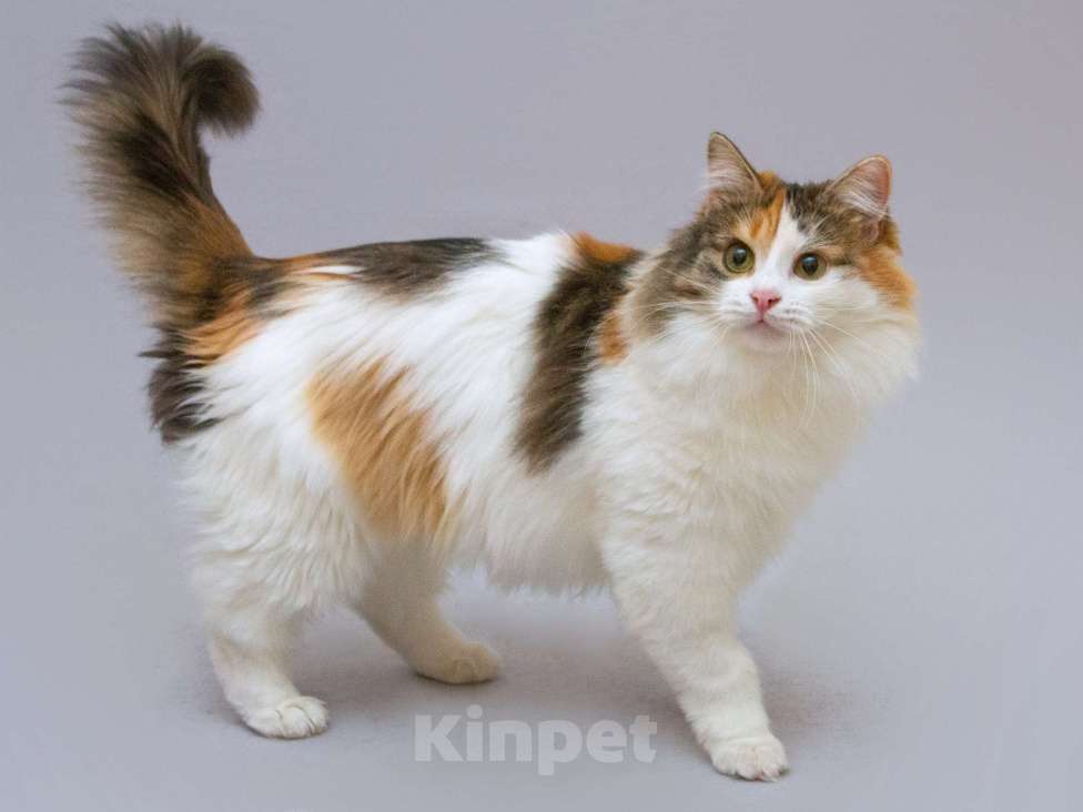 Кошки в Москве: Трёхцветная пушистая красавица Липа в добрые руки Девочка, Бесплатно - фото 1