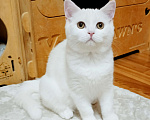 Кошки в Самаре: Кот скоттиш-страйт белый Мальчик, Бесплатно - фото 6