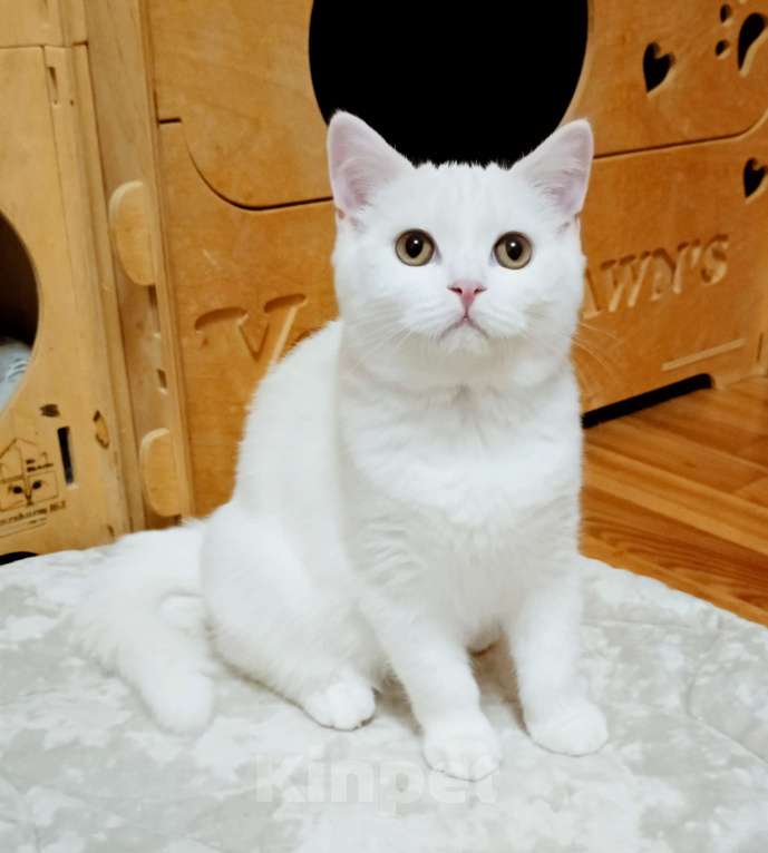 Кошки в Самаре: Кот скоттиш-страйт белый Мальчик, Бесплатно - фото 6