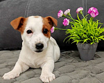Собаки в Краснозаводске: Девочка Джек Рассел Девочка, 40 000 руб. - фото 2