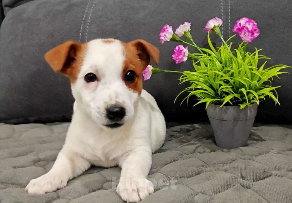 Собаки в Краснозаводске: Девочка Джек Рассел Девочка, 40 000 руб. - фото 2