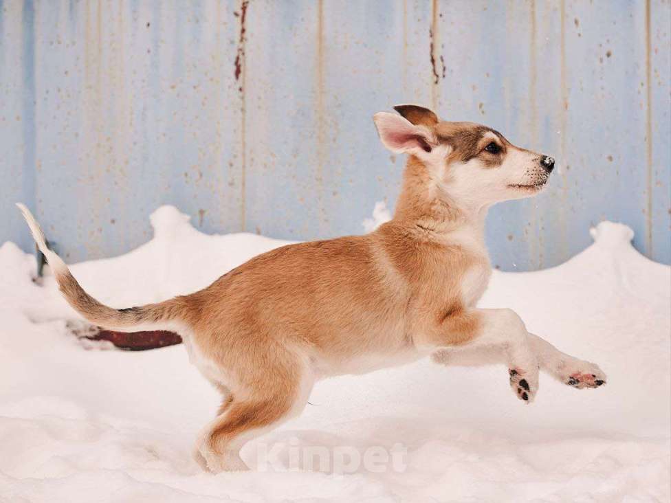 Собаки в других городах Московской области: Анри якутенок Мальчик, Бесплатно - фото 4