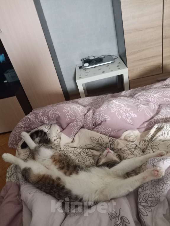 Кошки в Москве: Отдам кота в добрые руки Мальчик, Бесплатно - фото 4