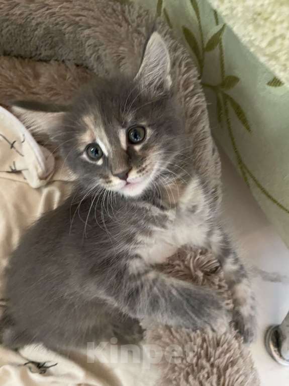 Кошки в других городах Московской области: Замечательная девочка-черепашка Девочка, 12 000 руб. - фото 3