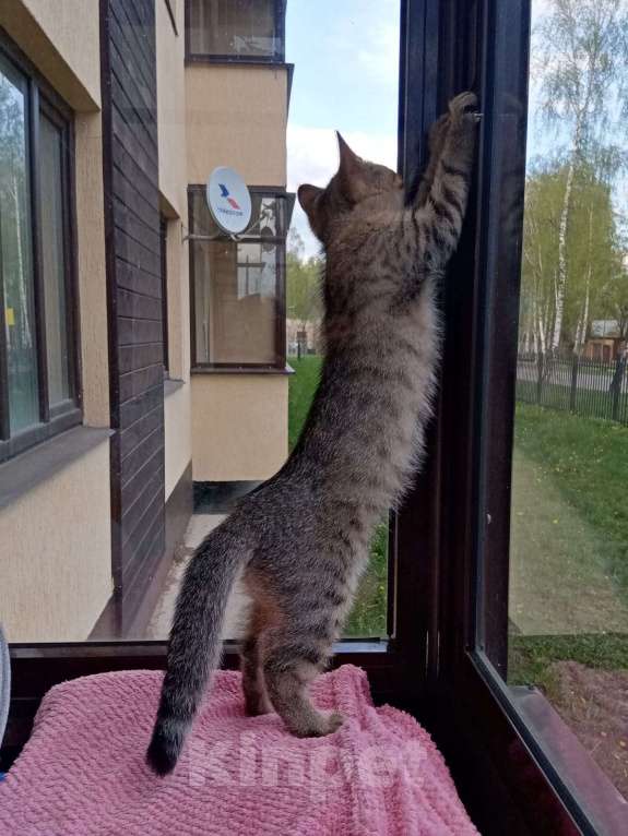 Кошки в Москве: Британский котёнок мальчик Мальчик, 12 000 руб. - фото 2