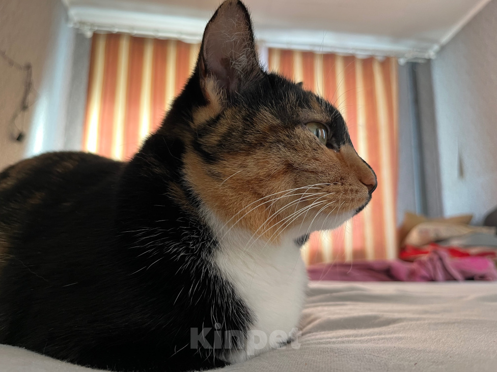 Кошки в Красноярске: Кошка в добрые руки Девочка, Бесплатно - фото 5