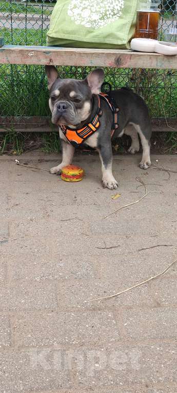 Собаки в Химках: Французский бульдог  Мальчик, 50 000 руб. - фото 5