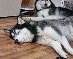 Собаки в Тольятти: Кареглазая красавица Чара Девочка, Бесплатно - фото 3