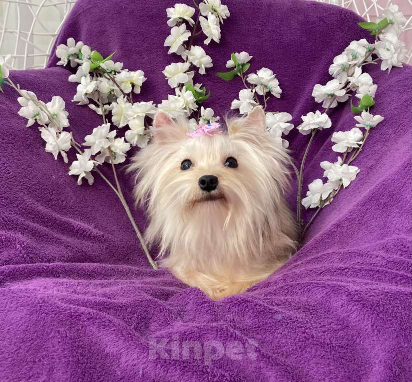 Собаки в Москве: Золотой йорк мини девочка подрощенная Девочка, 80 000 руб. - фото 3