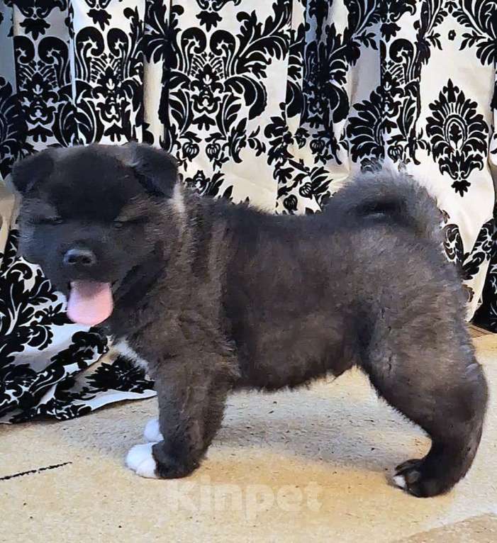 Собаки в Магнитогорске: Продажа щенки Мальчик, 50 000 руб. - фото 4