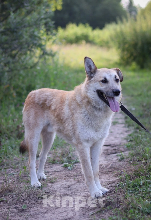 Собаки в Москве:  Джо очень нужен дом  Мальчик, Бесплатно - фото 2