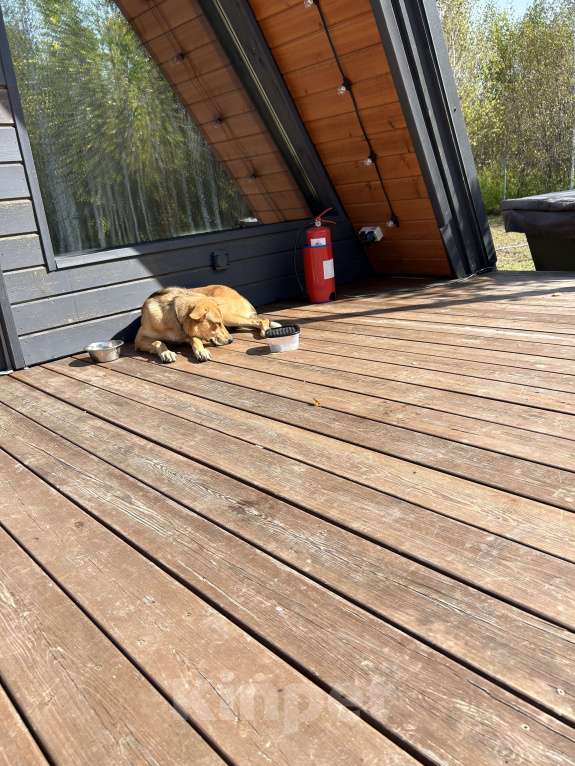 Собаки в Новосибирске: Белла, 1 год Девочка, Бесплатно - фото 7