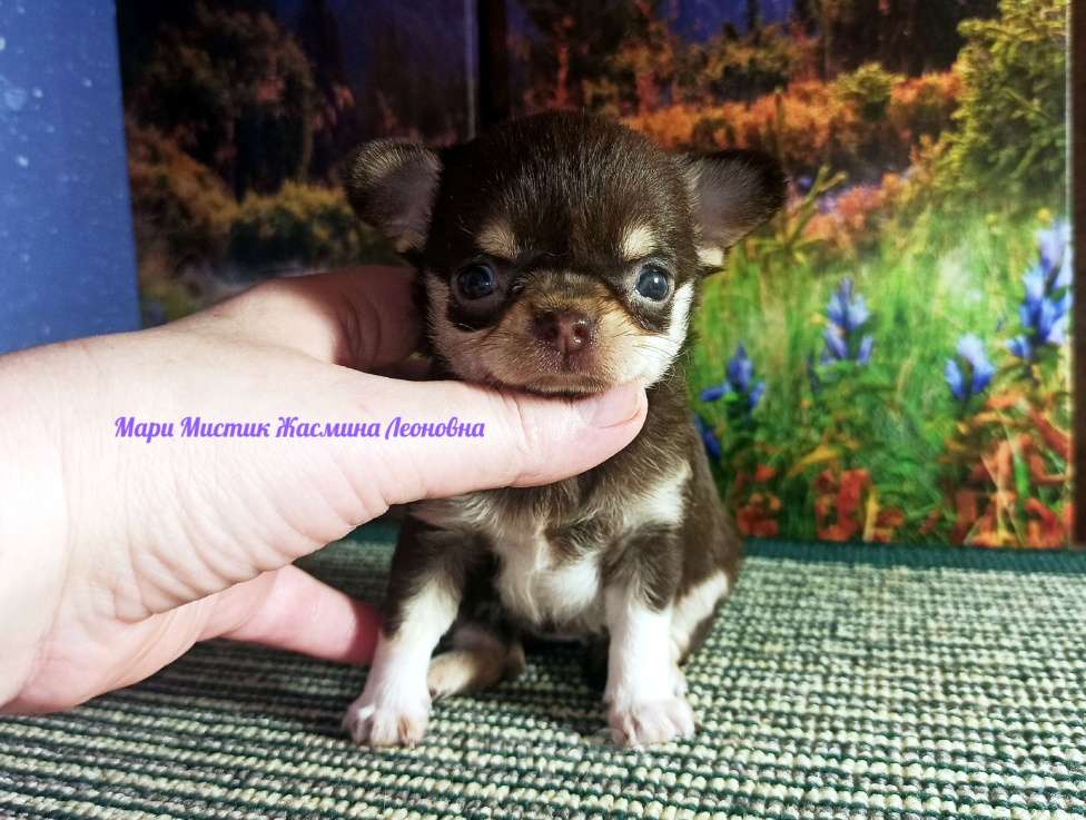 Собаки в Санкт-Петербурге: Жасмина Леоновна чихуахуа шоколадный триколор Девочка, 50 000 руб. - фото 2