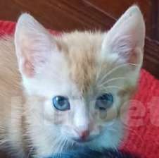 Кошки в других городах Краснодарского края: Тимка  Мальчик, Бесплатно - фото 2