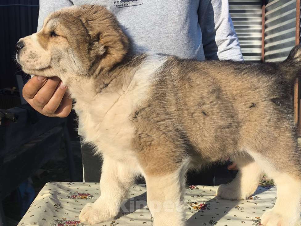 Собаки в Ногинске: Предлагаются к продаже щенки среднеазиатсой овчаркаи (алабай)я Разнополые, 50 000 руб. - фото 5