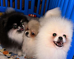 Собаки в Москве: Померанский шпиц щенки  Мальчик, 50 000 руб. - фото 1