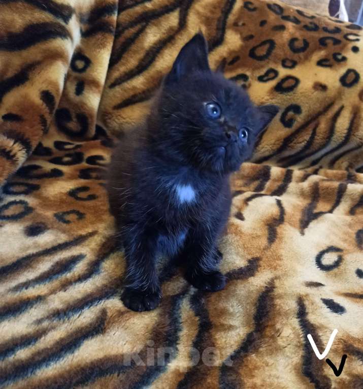 Кошки в Санкт-Петербурге: Котенок ,кошка Девочка, 200 руб. - фото 2