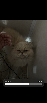 Найдена кошка