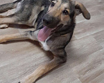 Собаки в Челябинске: Хочется помочь собаке Мальчик, Бесплатно - фото 2