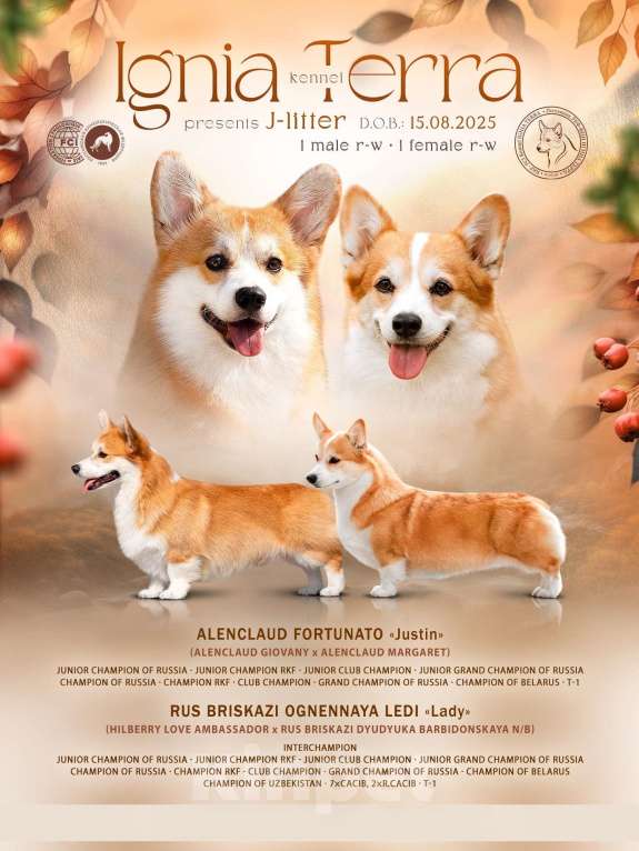 Собаки в Истре: Очаровательная девочка вельш корги пемброк Девочка, Бесплатно - фото 2