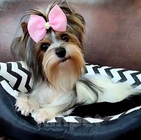 Собаки в Москве: Девочка Бивера мини Девочка, 45 000 руб. - фото 1