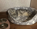 Кошки в Астрахани: Пропала кошечка Флора Девочка, 1 000 руб. - фото 4
