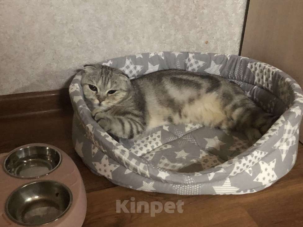 Кошки в Астрахани: Пропала кошечка Флора Девочка, 1 000 руб. - фото 4