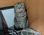 Кошки в Москве: Ищу хозяина и друга котику Мальчик, 10 руб. - фото 1