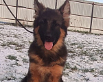 Собаки в Коломне: Продам щенка немецкой овчарки д ш. Девочки Девочка, 50 000 руб. - фото 7