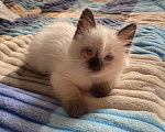 Кошки в Уфе: котята в добрые руки Разнополые, Бесплатно - фото 6
