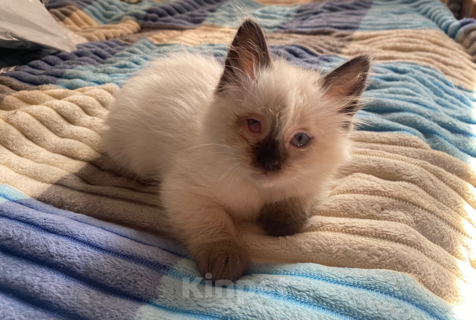 Кошки в Уфе: котята в добрые руки Разнополые, Бесплатно - фото 6