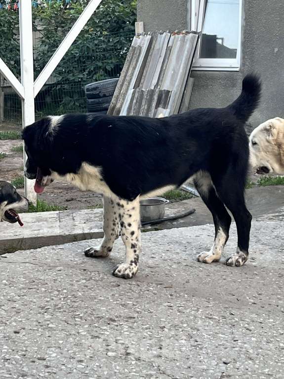 Собаки в Москве: Девочка среднеазиатской овчарки Девочка, 60 000 руб. - фото 4
