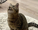 Кошки в Москве: Чудесный котенок Матроскин ищет дом Мальчик, 1 руб. - фото 2