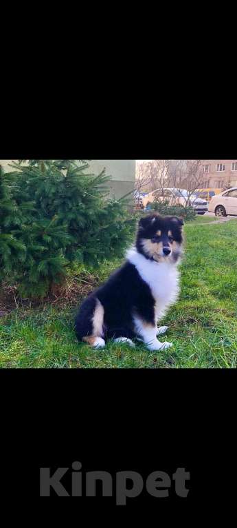 Собаки в Калининграде: Серьёзный, умный мальчик ищет любящего владельца Мальчик, Бесплатно - фото 2