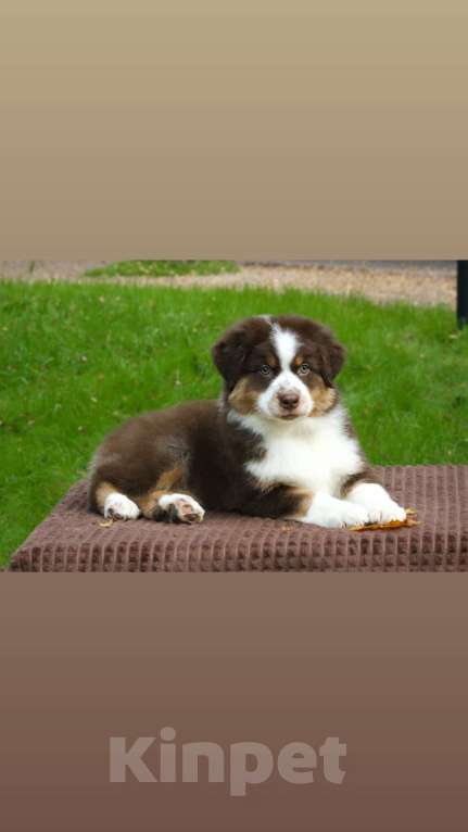 Собаки в Москве: Шикарный мальчик Аусси Мальчик, Бесплатно - фото 2